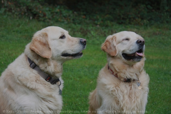 Photo de Golden retriever