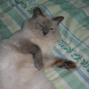 Photo de Ragdoll