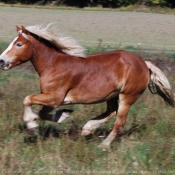 Photo de Haflinger