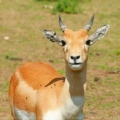 Photo d'Antilope