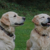 Photo de Golden retriever