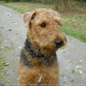 Photo d'Airedale terrier