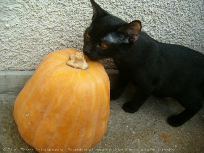 Photo de Chat domestique