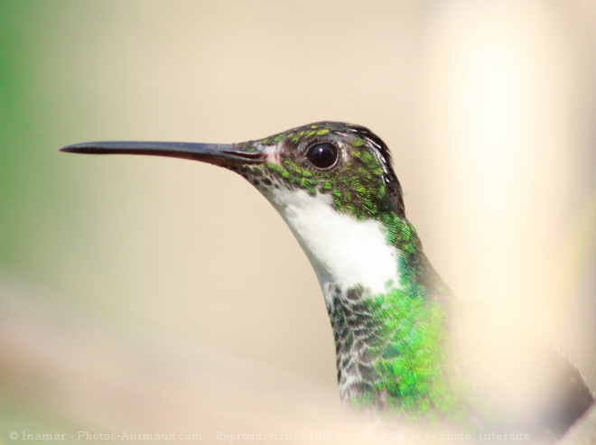 Photo de Colibri