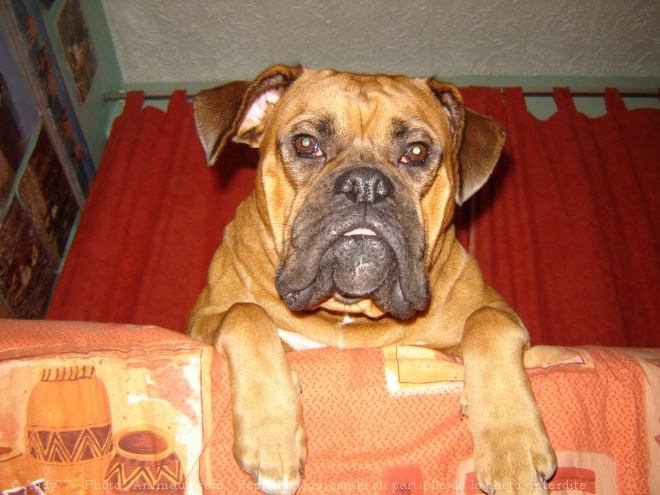 Photo de Boxer