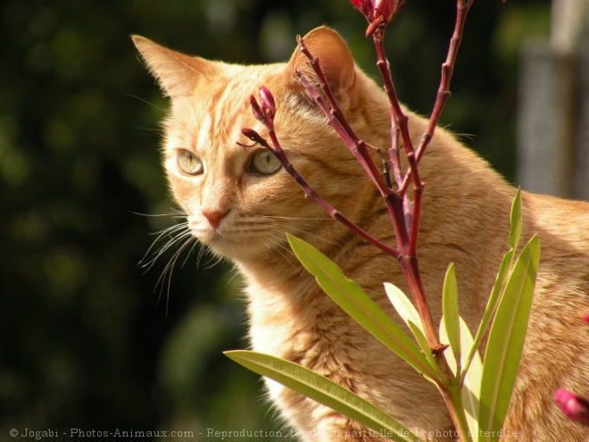 Photo de Chat domestique