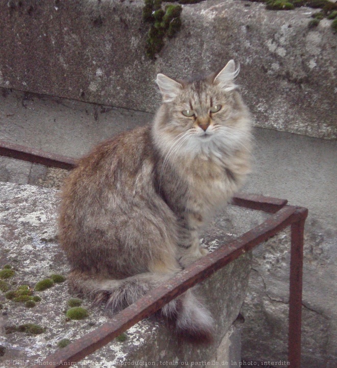 Photo de Chat domestique