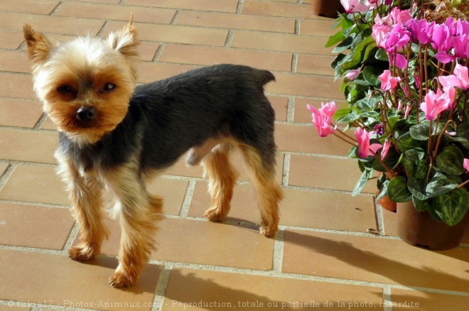 Photo de Yorkshire terrier