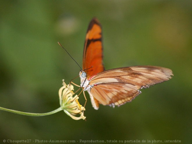 Photo de Papillon