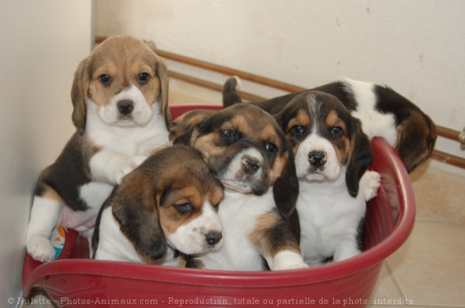 Photo de Beagle