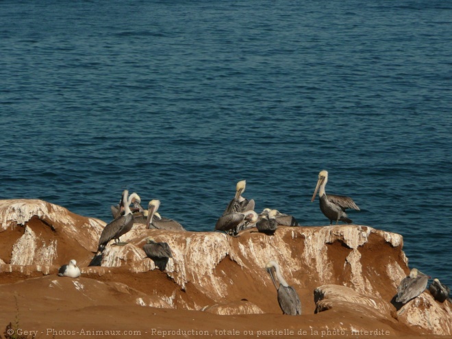 Photo de Cygne