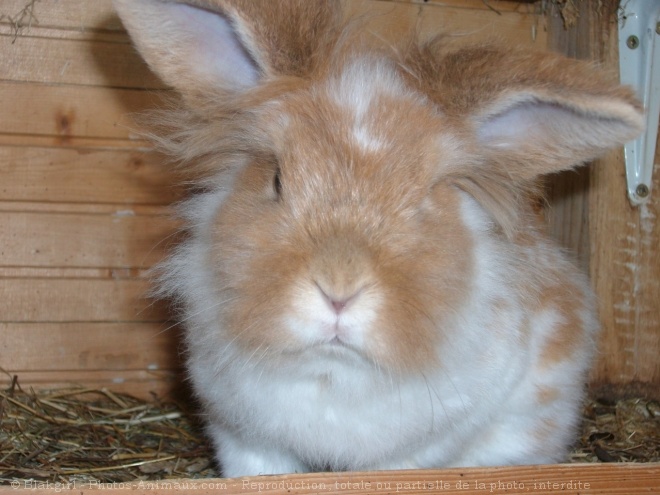 Photo de Lapin