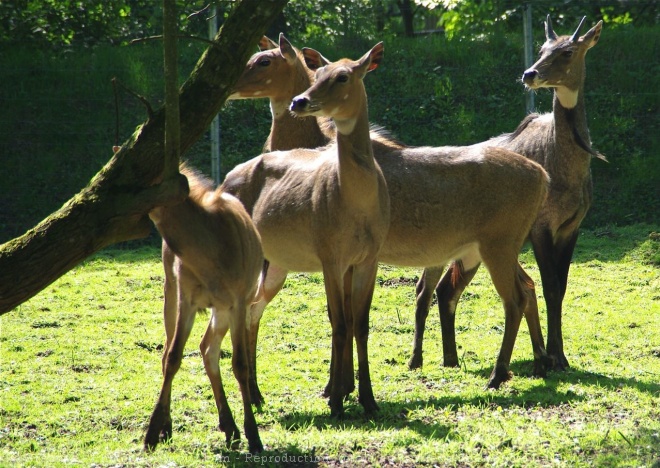 Photo de Nilgaud