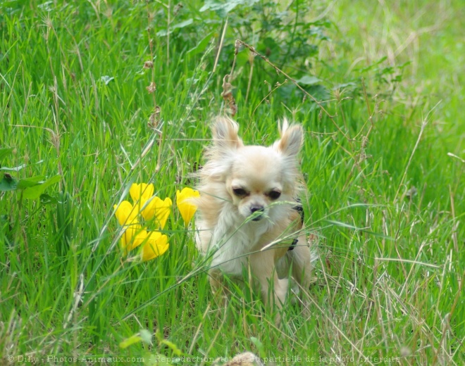 Photo de Chihuahua  poil long