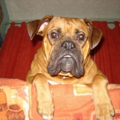 Photo de Boxer