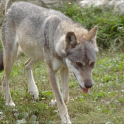 Photo de Loup