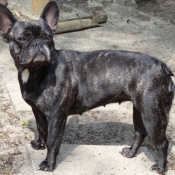 Photo de Bouledogue franais