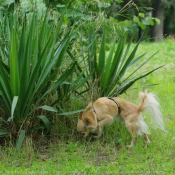 Photo de Chihuahua  poil long