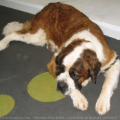 Photo de Saint-bernard poil long