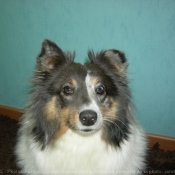 Photo de Chien de berger des shetland