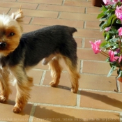 Photo de Yorkshire terrier