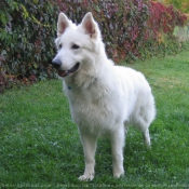 Photo de Berger blanc suisse