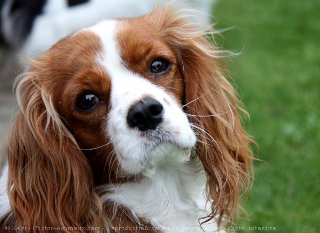 Photo de Cavalier king charles spaniel