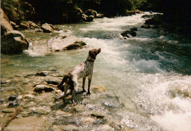 Photo de Braque d'auvergne