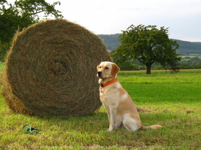 Photo de Labrador retriever