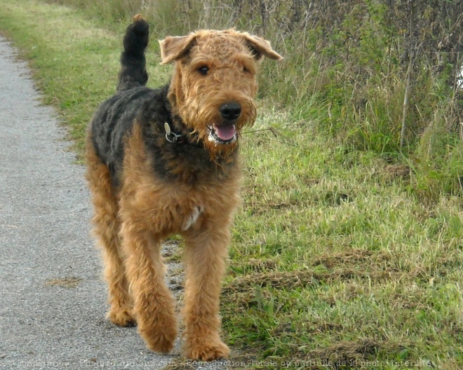 Photo d'Airedale terrier