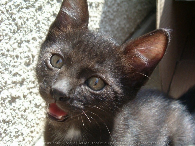 Photo de Chat domestique