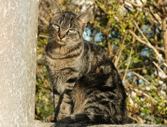 Photo de Chat domestique