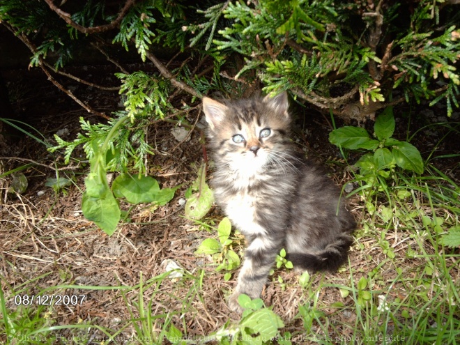 Photo de Chat domestique