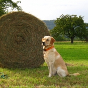 Photo de Labrador retriever