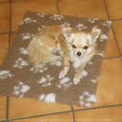 Photo de Chihuahua  poil long