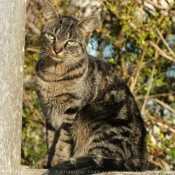 Photo de Chat domestique