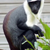 Photo de Singe - cercopithque