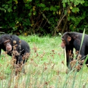 Photo de Singe - chimpanz