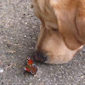 Photo de Labrador retriever