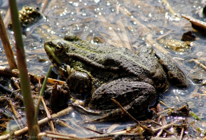 Photo de Grenouille