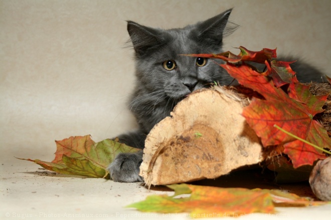 Photo de Maine coon