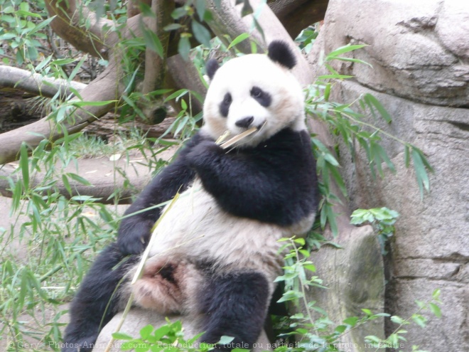 Photo de Panda