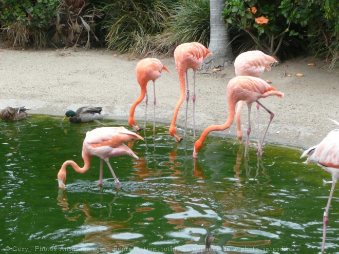 Photo de Flamand rose