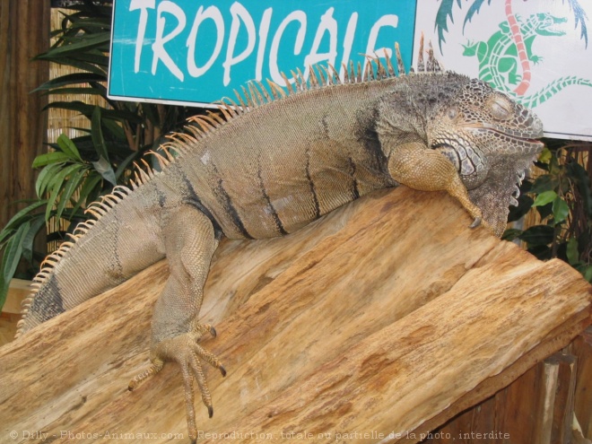 Photo d'Iguane