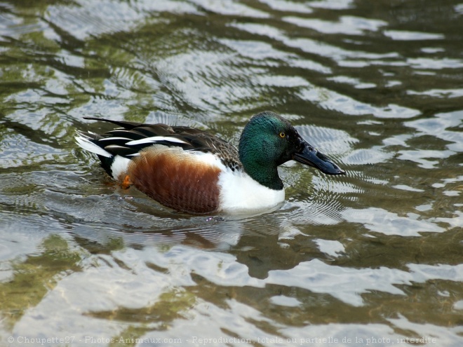 Photo de Canard souchet