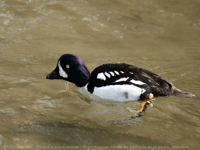 Photo de Canard