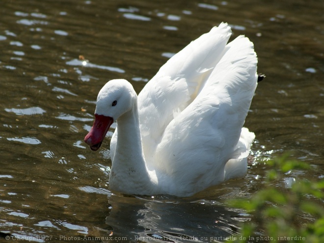 Photo de Cygne