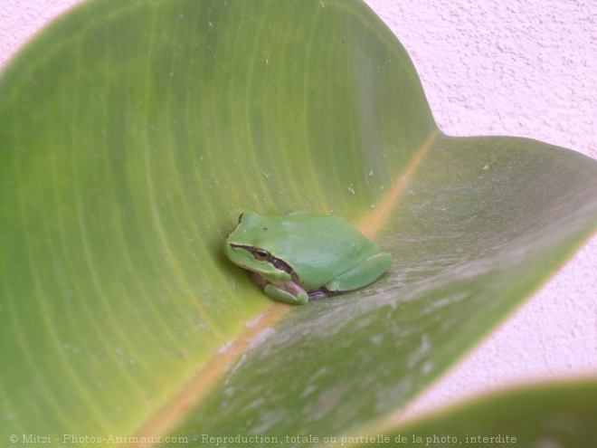 Photo de Grenouille - rainette