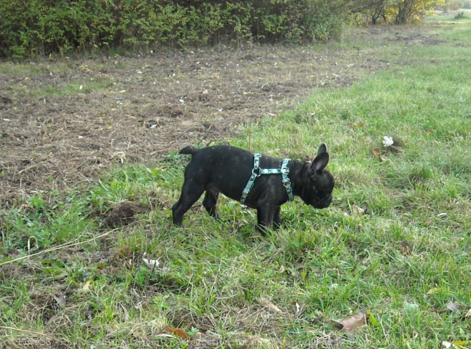 Photo de Bouledogue franais