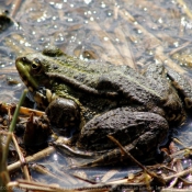 Photo de Grenouille